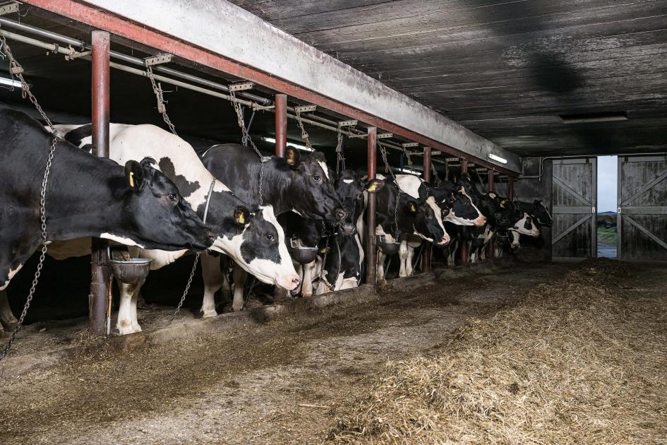 stem op de Liegebeestverkiezing 2026